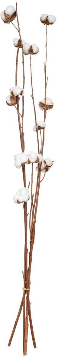 Natuurlijke gedroogde bloemen KANI