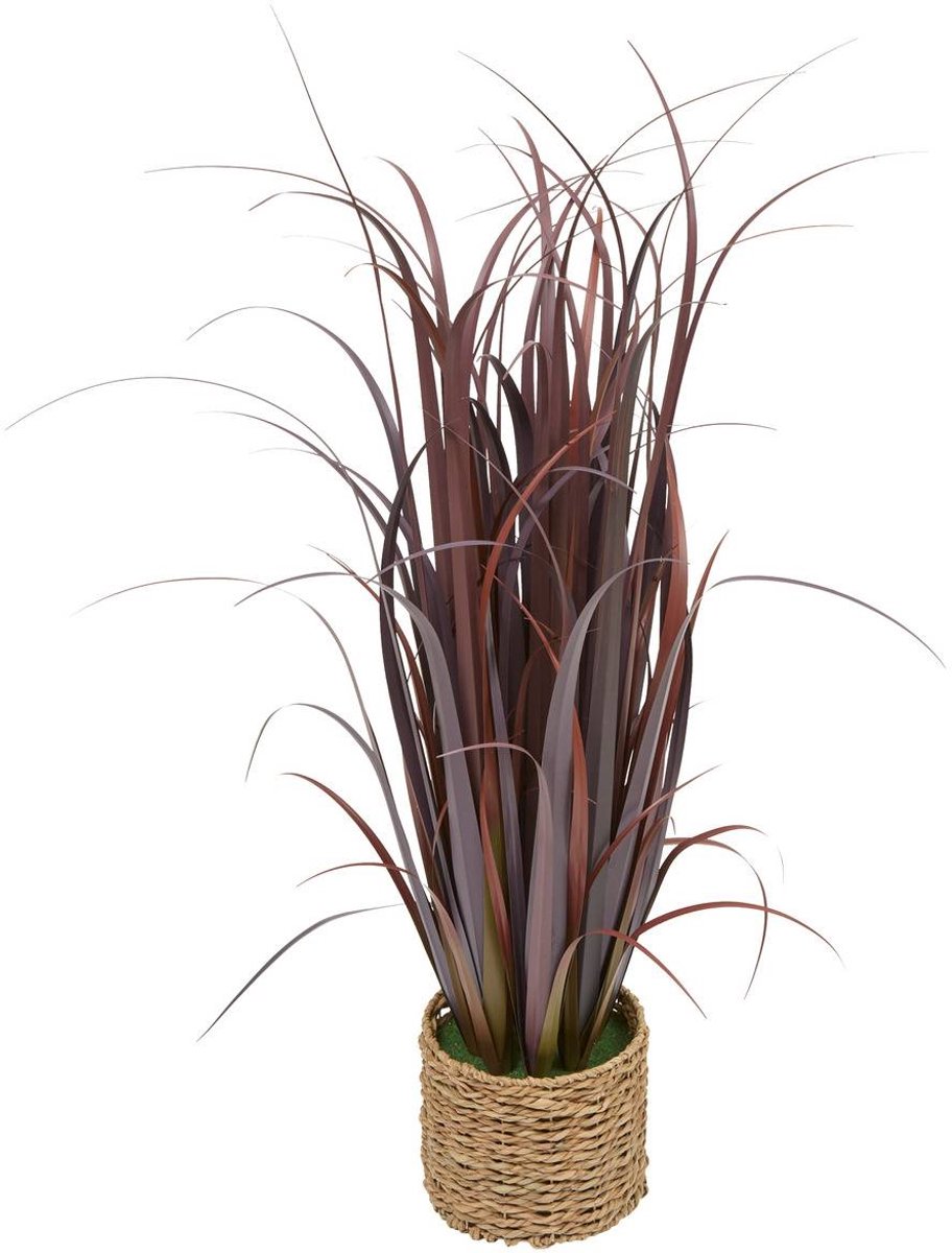 Grote plant ZYA