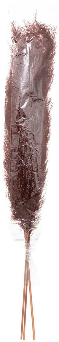 Set van 3 gedroogde bloemen PAMPA NATURELLE