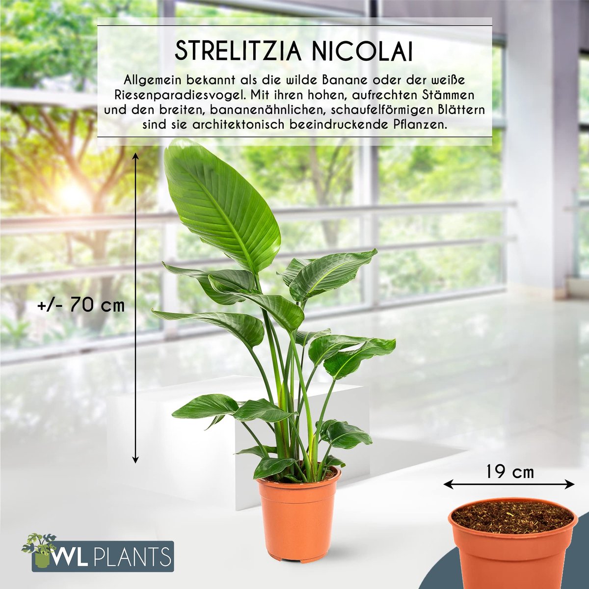 SnelShoppen - Strelitzia Nicolai - Paradijsvogelplant - Luchtzuiverende Kamerplanten - ± 75cm Hoog - 19cm Diameter - In Kweekpot voor Thuis of Kantoor