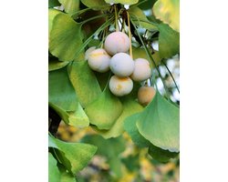 Ginkgo biloba - Japanse Notenboom, Hoogte 60cm, 2 liter pot
