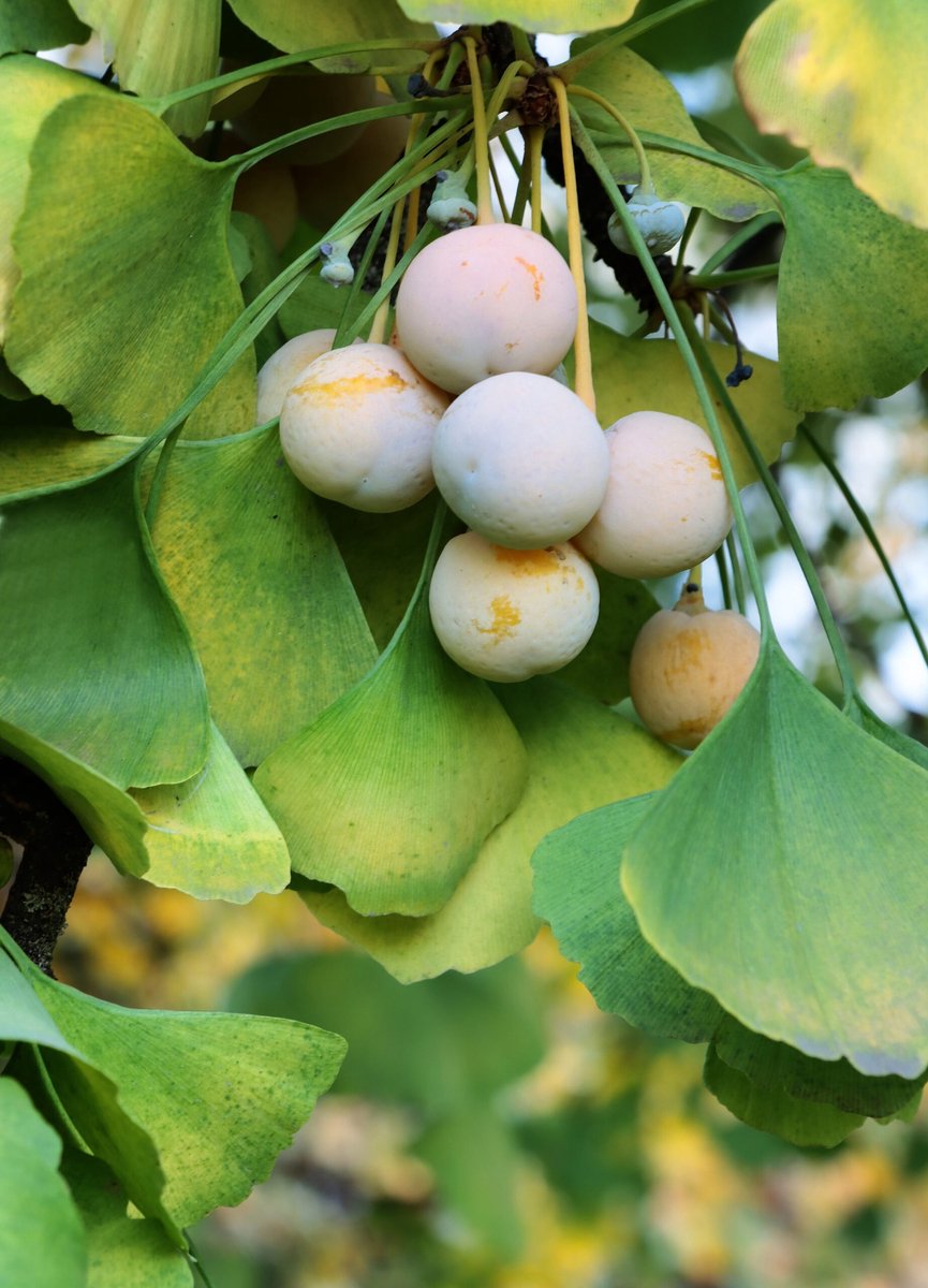 Ginkgo biloba - Japanse Notenboom - Hoogte 60cm - 2 liter pot