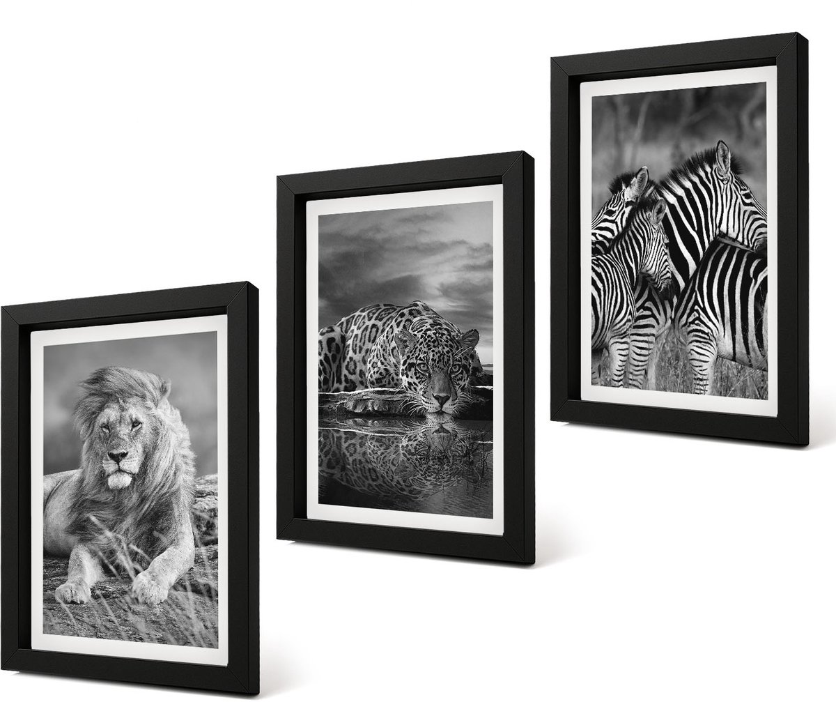 Coloray 4-Delige Schilderij Set - Wilde dieren van de savanne: leeuw, jaguar en zebra. - 20 x 30 cm - Stijlvolle Muurdecoratie - Kantoor - Woonkamer Decoratie