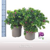 Plantenboetiek.nl | Polygala Struik - Ø24cm - Hoogte 50cm - Tuinplant