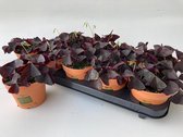 Plantenboetiek.nl | Oxalis Triangularis Look And Taste - Ø12cm - Hoogte 20cm - Tuinplant - Groente & Fruit