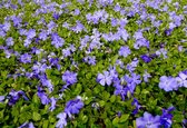 10 x Vinca Minor 'Anna' - Pot 11 x 11 - Couvre-sol - Petite pervenche - Plante de jardin persistante - Bleu Violet - Vivace
