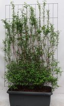 Struiken – Boerenjasmijn (Philadelphus Avalanche) – Hoogte: 180 cm – van Botanicly