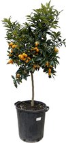 Fruitboom – Calamondin (Citrus Kumquat) – Hoogte: 150 cm – van Botanicly
