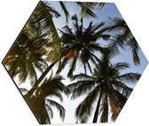 Dibond Hexagon - Palmbomen - Tropisch - Zon - 40x34.8 cm Foto op Hexagon (Met Ophangsysteem)