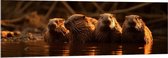 Acrylglas - Water - Dieren - Bevers - 150x50 cm Foto op Acrylglas (Wanddecoratie op Acrylaat)