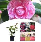 NatureNest - Japanse roos - Camellia - mix - 3 stuks - 30-38 cm