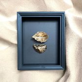 Dubbele gouden oesterschelp in zwarte lijst | goud | 20 x 25cm