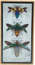 Western Deco -3x Kevers - opgezette insect - Box 23x13 cm