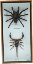 Western Deco - Vogelspin & Schorpioen - opgezette insect - Box 31x16 cm