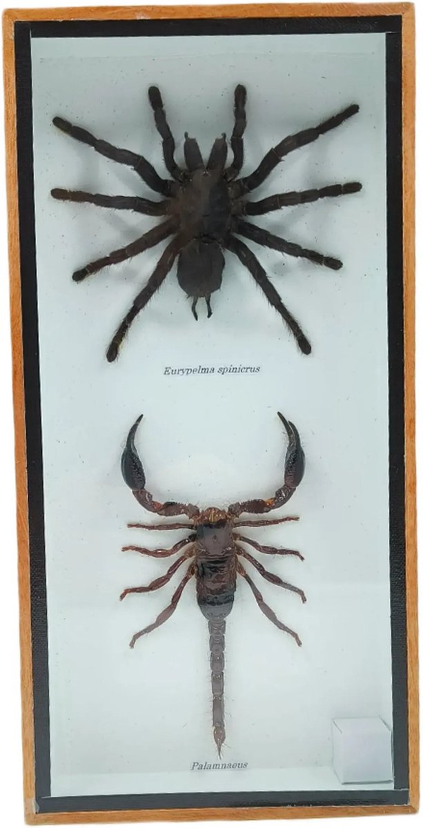 Western Deco - Vogelspin & Schorpioen - opgezette insect - Box 31x16 cm