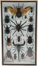 Western Deco - Insecten box Assorti Verticaal - Eupatorus gracilicornis – Opgezette Insecten - 36x20 cm