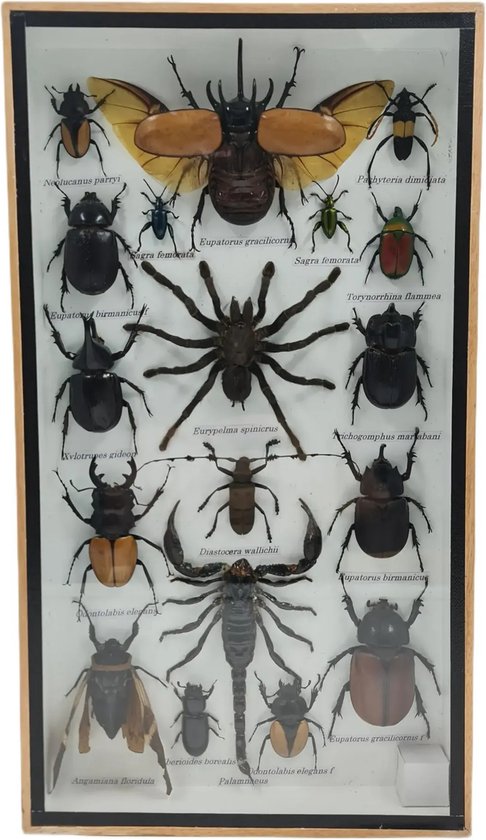 Western Deco - Boîte à insectes Assorti Vertical - Eupatorus birmanicus - Insectes en peluche - 36x20 cm