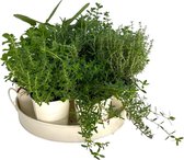 Plantenboetiek.nl | Kruiden Mix Op Zink Dienblad | 7 stuks - Ø25cm - 20cm hoog - Tuinplant - Multideal