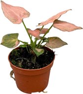 Plantenboetiek.nl | Syngonium Pink Perfection - Ø10.5cm - 15cm hoog - Kamerplant - Groenblijvend
