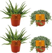 Plantenboetiek.nl | 2x Aloe Spider + 2x Pilea Glauca - Ø10,5cm - 10cm hoog - Kamerplant - Groenblijvend - Cactus & Vetplanten