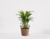 Areca in siermand May Naturel – groene kamerplant – luchtzuiverend - 35-50cm - Ø13 – geleverd met plantenpot – vers uit de kwekerij