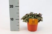 Plantenboetiek.nl | Trades Zebrina Compacta - Ø10,5cm - 15cm hoog - Kamerplant - Groenblijvend