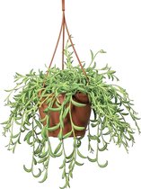 Plant in a Box - Senecio Radicans - String of Bananas - Hangplant - Groene kamerplant - Pot 12cm - Hoogte 10-20cm