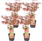 4x Acer palmatum 'Atropurpureum' - Japanse Esdoorn - Heester - Winterhard - ⌀10,5 cm - 25-30 cm