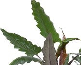 The Green Corner - Alocasia Lauterbachiana in ELHO sierpot (wit) - Hoogte 80cm - Diameter 19cm