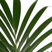 The Green Corner - Kentia Palm in ELHO sierpot (antraciet) - Hoogte 100cm - Diameter 21cm