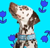 DWAM Dog with a Mission Halsband hond – Hondenhalsband – Blauw – S – Leer – Halsomvang tussen 27-33 x 2 cm– Dutchie