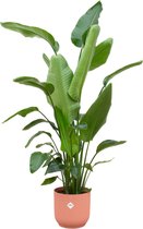Groene kamerplant Strelitzia Nicolai van 180 cm hoog, roze pot inbegrepen, Ø30