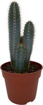zuilvormige Blauwe Cactus (Pilosocereus Azerues) (30-40cm - Ø18 cm)