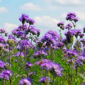 MRS Seeds & Mixtures Facelia mix – geschikt voor alle bodemsoorten – bestuift planten en landbouwgewassen – vergroot de biodiversiteit – ondersteunt bedreigde bijensoorten – mooie paarse bloemen – hoog eiwitgehalte