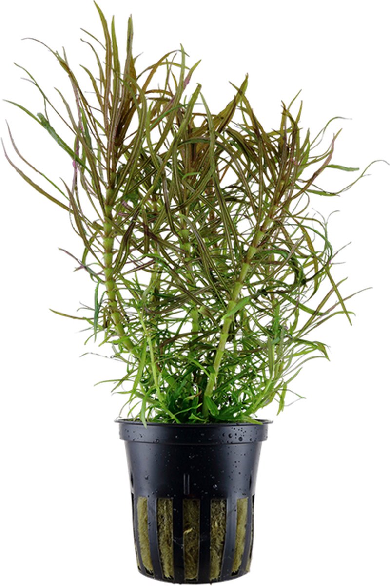 Aquafleur Pogostemon Stellata in 5 cm pot