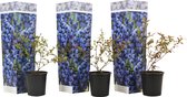 Plant in a Box - Vaccinium corymbosum blauwe bes 'Sunshine Blue' - Set van 3 - Winterharde bessenplanten - Pot 9cm - Hoogte 25-40cm