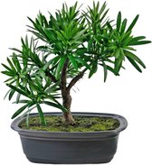 Greenmoods Kunstplanten - Kunstplant - Bonsai Podocarpus - Zijde - 20 cm