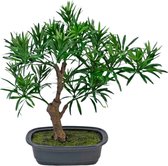 Greenmoods Kunstplanten - Kunstplant - Bonsai Podocarpus - Zijde - 30 cm