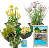 vdvelde.com - Compleet Vijverpakket - S - Geel - Voor 100 - 500 L - 4 groepen waterplanten - Plaatsing: -1 tot -100 cm