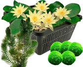 vdvelde.com - Gele dwergwaterlelie + Zuurstofplanten tegen Algen - Combi set - 12 planten - Plaatsing: -1 tot -40 cm