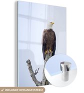 MuchoWow® Glasschilderij 120x160 cm - Schilderij acrylglas - Amerikaanse zeearend - Adelaar - Roofvogels - Zittend - Foto op glas - Schilderijen