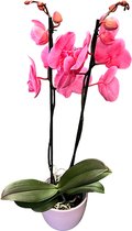 Phalaenopsis orchidee plant pink in keramiek pot