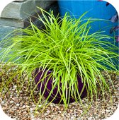 6 stuks Carex Oshimensis ‘Everillo’ (Zegge), 2 liter pot 20cm - Carex - Siergras - Bamboe en Siergrassen