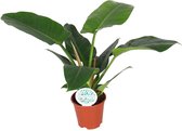 Philodendron imperial green - ø17cm - 50cm