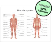 Anatomische kaart/ poster | Muscular system | 59 x 42 cm | A2 formaat | Latijnse namen | Spierstelsel | Anatomie | Menselijke spieren | Het menselijke lichaam | Medisch | Dokter | Ziekenhuis | Biologie | Educatief | Papier | Beschrijfbaar | 2 stuks