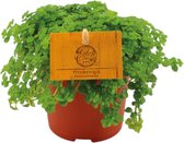 Trendyplants special - Pilea Depressa - Kamerplant - Hoogte 10-20 cm - Potmaat Ø10,5cm
