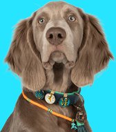 DWAM Dog with a Mission – Halsband Hond – Hondenhalsband – Blauw – Leer – XXL – Halsomvang tussen 55-65 cm – Detroit Tigers