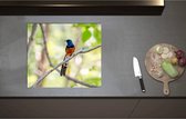 Inductieplaat Beschermer - Blauw met Oranje Shamalijster Vogel zittend op Kleine Tak van Boom - 60x52 cm - 2 mm Dik - Inductie Beschermer - Bescherming Inductiekookplaat - Kookplaat Beschermer van Wit Vinyl
