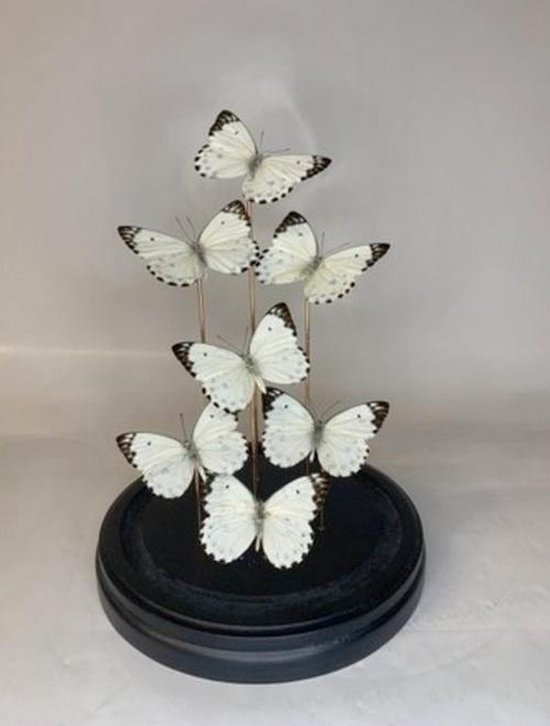Opgezette Vlinders in Stolp - Vlinder In Glazen Stolp - Vlinderstolp Glas - Wit - 30 cm
