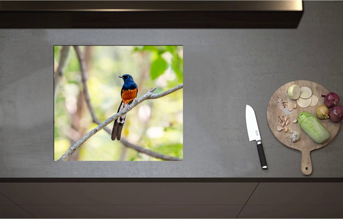 Inductieplaat Beschermer - Blauw met Oranje Shamalijster Vogel zittend op Kleine Tak van Boom - 57x51 cm - 2 mm Dik - Inductie Beschermer - Bescherming Inductiekookplaat - Kookplaat Beschermer van Wit Vinyl